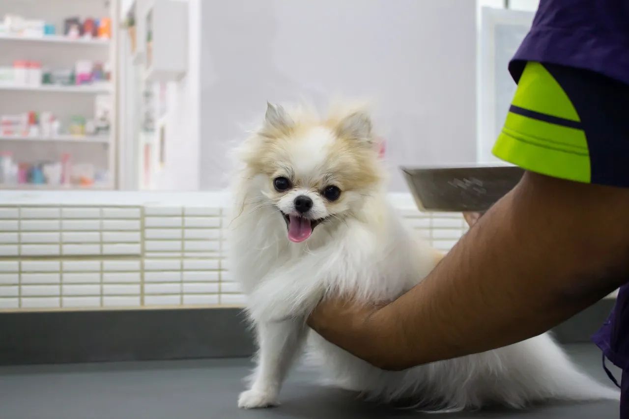 Orthotek Clínica Veterinária | Maringá
