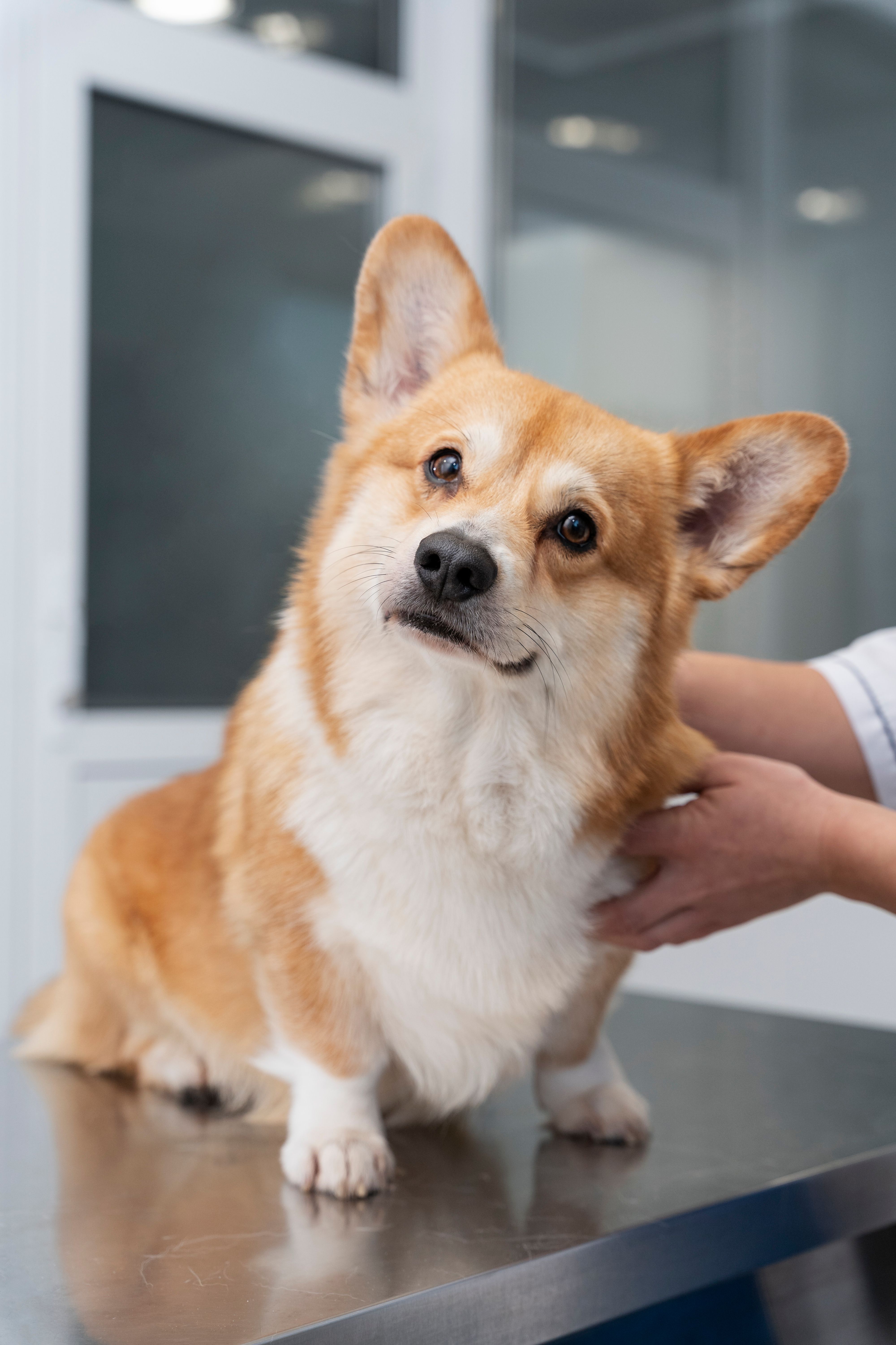 Orthotek Clínica Veterinária | Maringá
