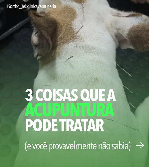 Post 2 - Orthotek Clínica Veterinária | Maringá
